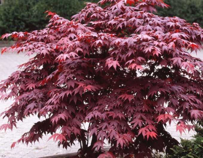 Javor  dlaňovitolistý ´Bloodgood´ 150 - 170cm