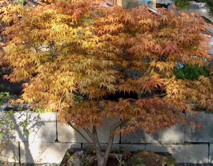 Javor  dlaňovitolistý ´Katsura´