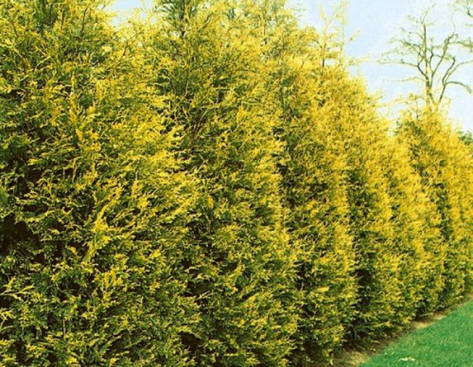 Cyprusovec leylandský ´Gold Rider´