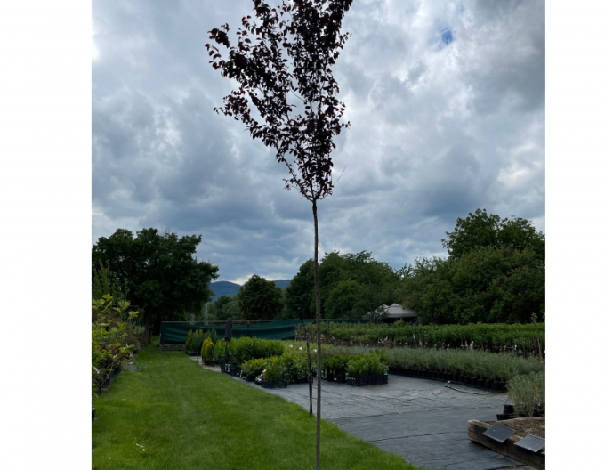 Slivka čerešňoplodá