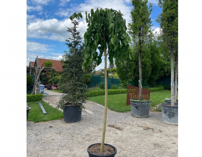 Moruša previslá  (čierne plody) 190cm