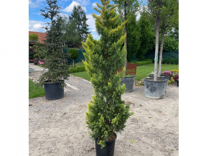 Cyprusovec leylandský ´Gold Rider´