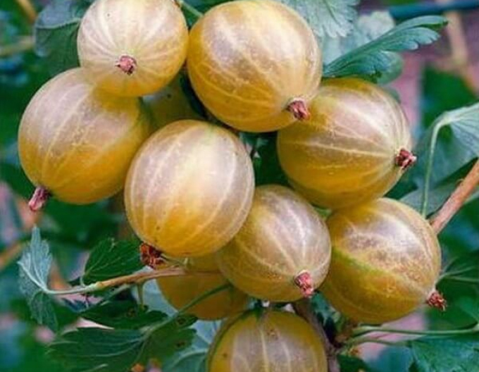 Egreš ´Hinnonmaki Gelb´ stromčekový, voľnok.