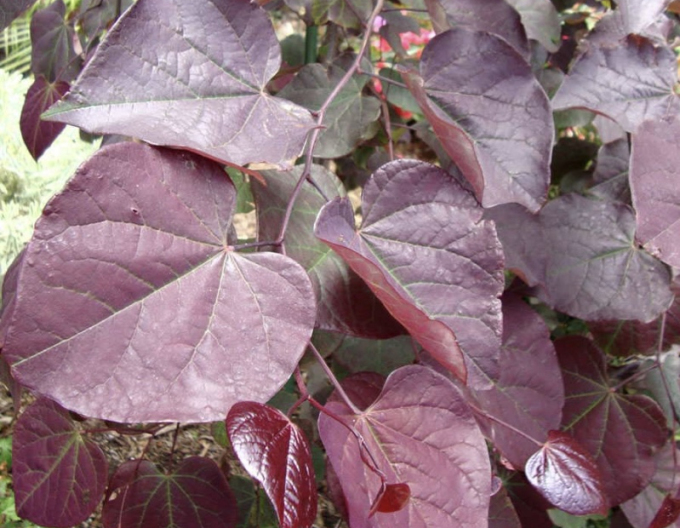 Judášovec kanadský ´Ruby Falls´
