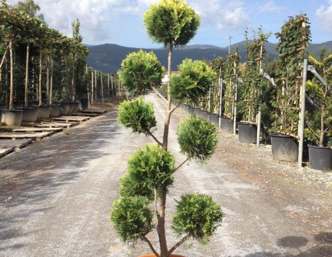 Cyprusovec leylandský PON PON 120cm