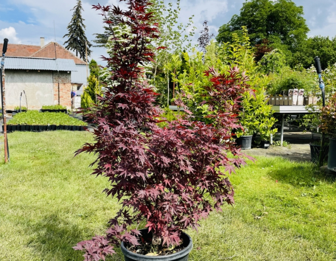 Javor  dlaňovitolistý ´Bloodgood´