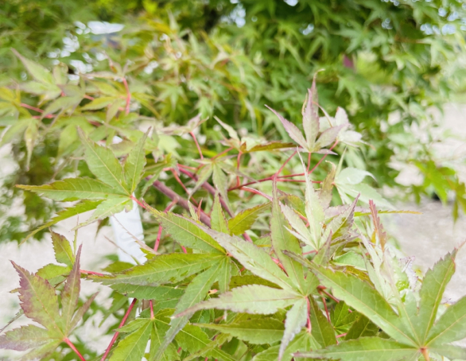 Javor  dlaňovitolistý ´Katsura´