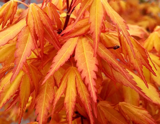 Javor  dlaňovitolistý ´Katsura´