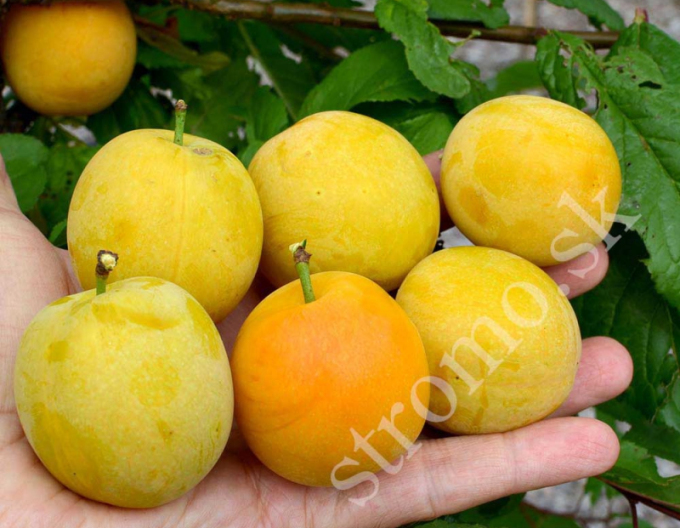 Slivka sibírska ´ GEK´