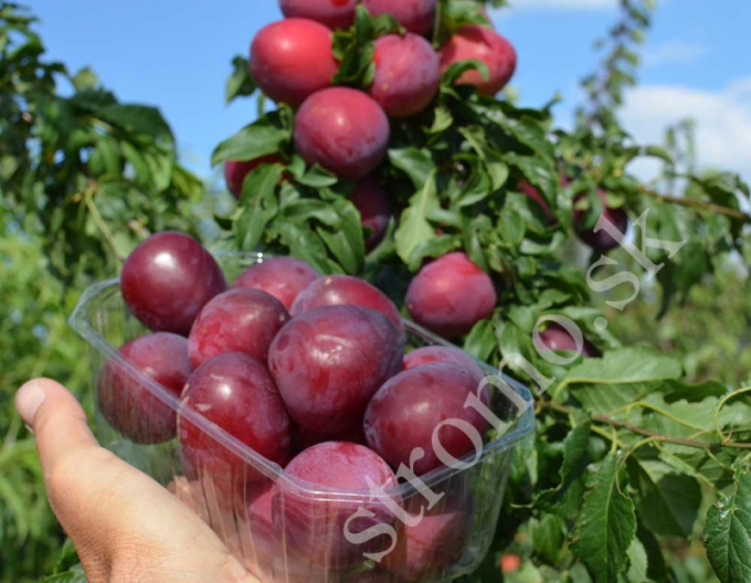 Slivka sibírska ´ DONČANKA RANNAJA´