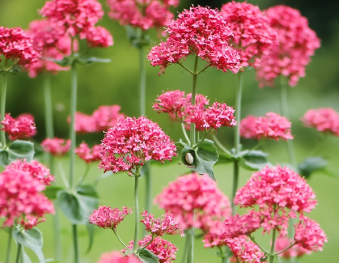 Centrant červený ’Coccineus’