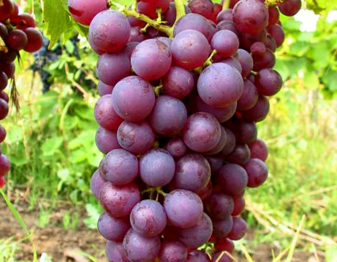 Vinič stolový ´Chrupka ružová´