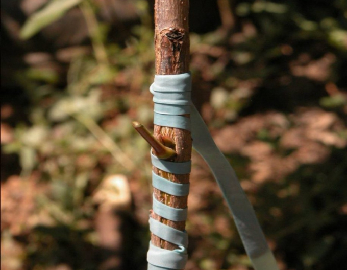 Štepárska gumička 160x4,5mm