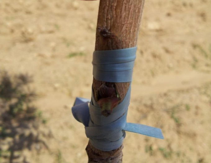 Štepárska gumička 240x6mm