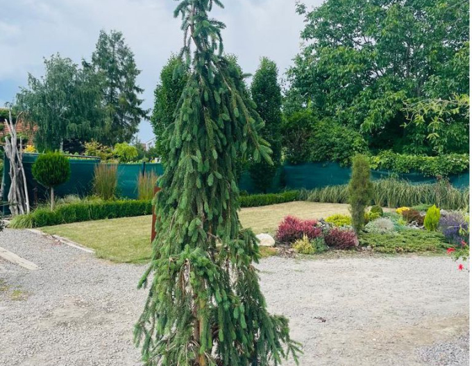 Smrek obyčajný "Inversa" previslý